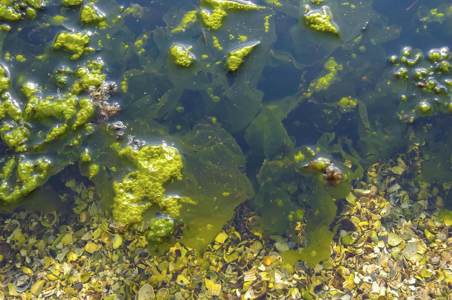 Algae Prevention